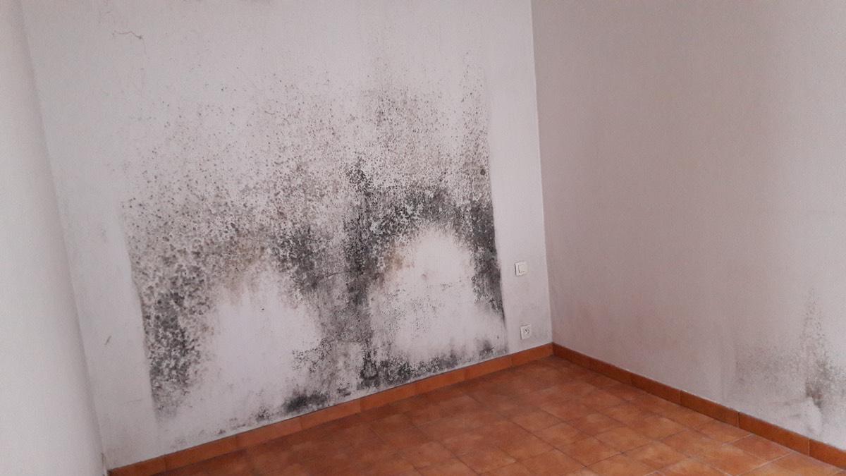 Moisissures - Expertise humidité à Charleville-Mézières